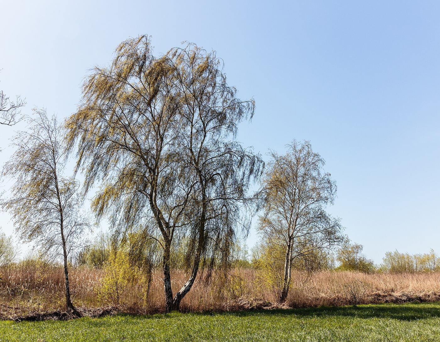 Een houtwal met wilgen en berken langs een akker