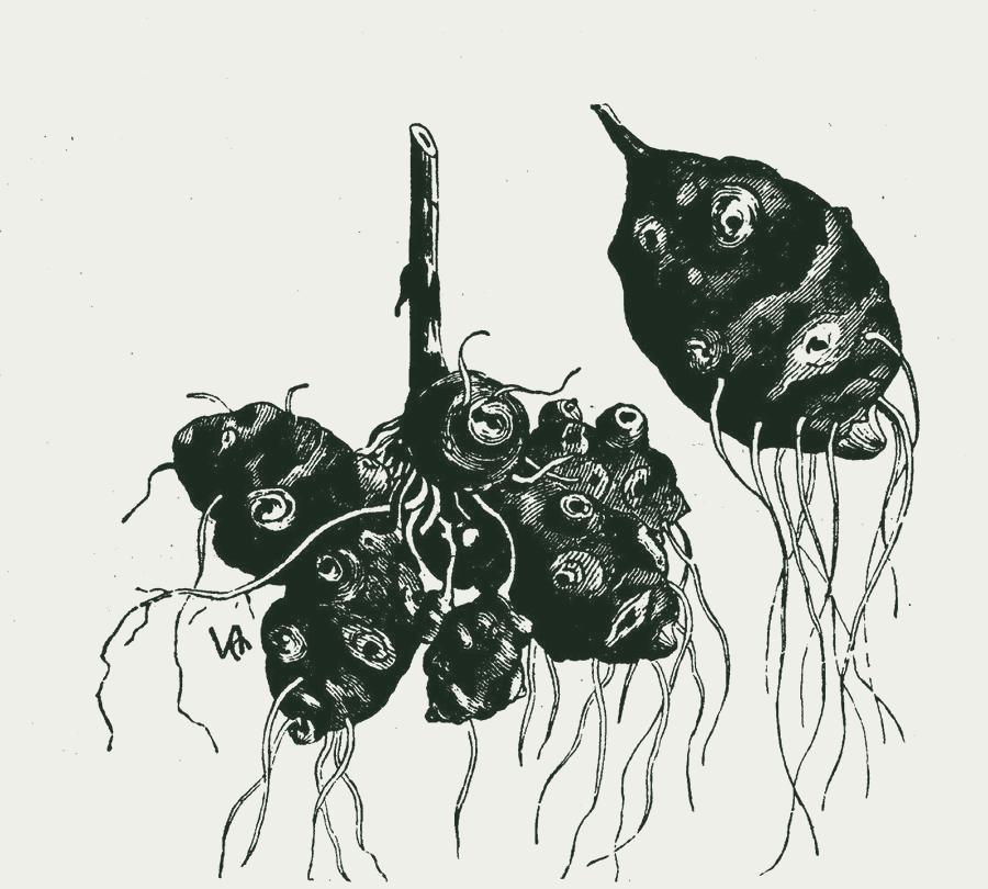Gravure van aardpeer