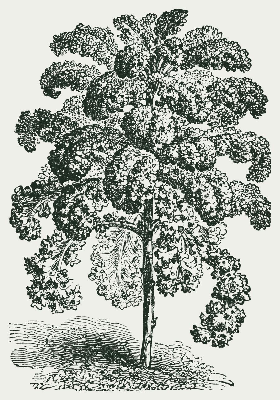 Gravure van boerenkool
