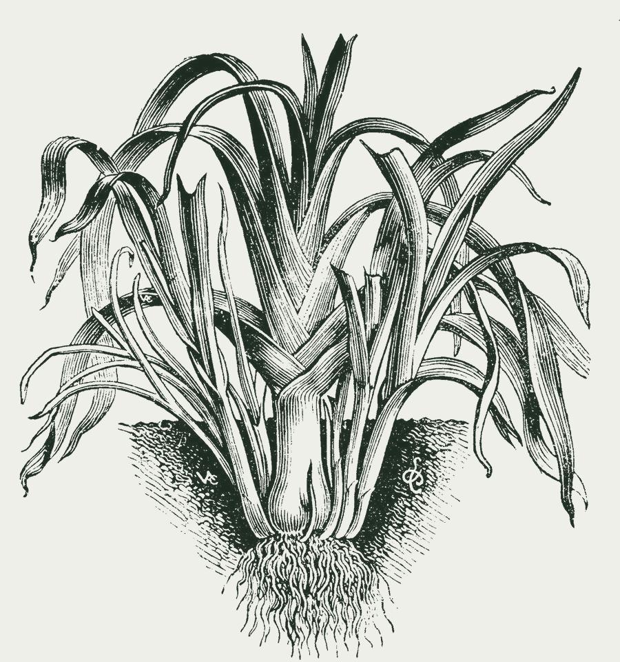Gravure van eeuwige prei