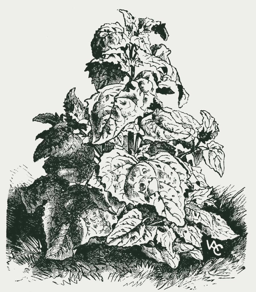 Gravure van melde