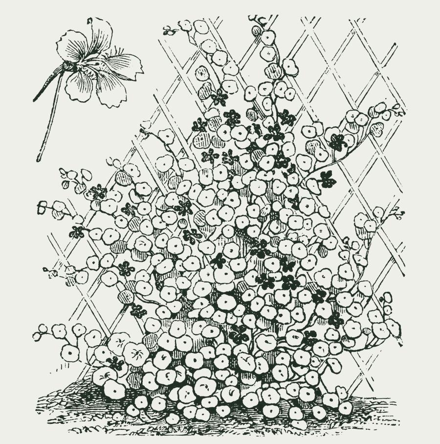 Gravure van oost-indische kers