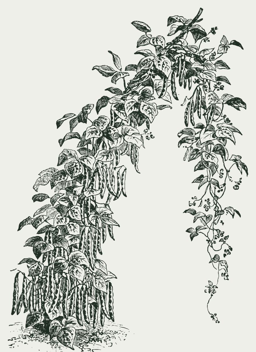 Gravure van prinsessenboon