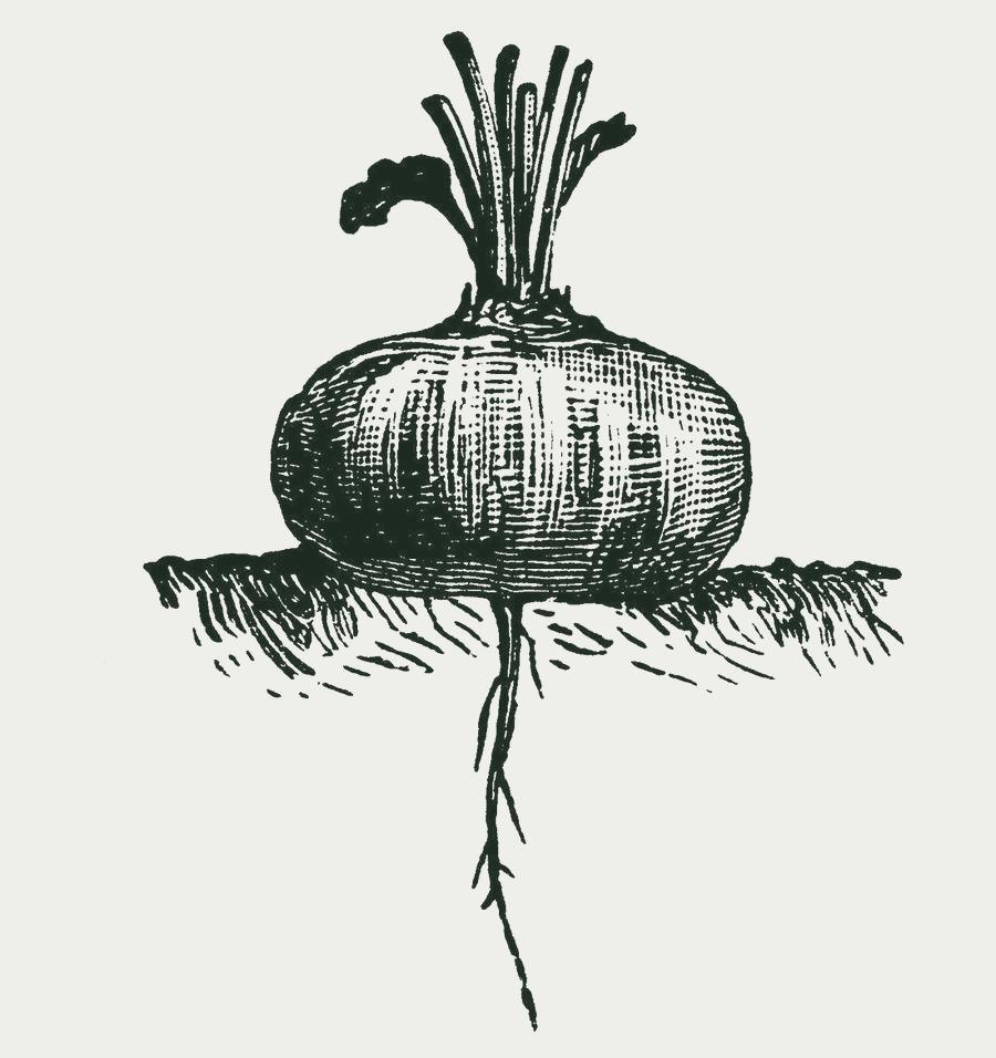 Gravure van rode biet