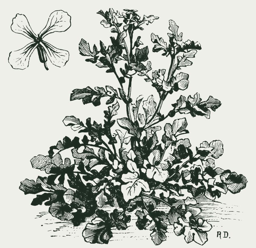 Gravure van rucola