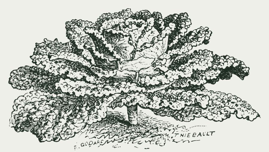 Gravure van savooikool