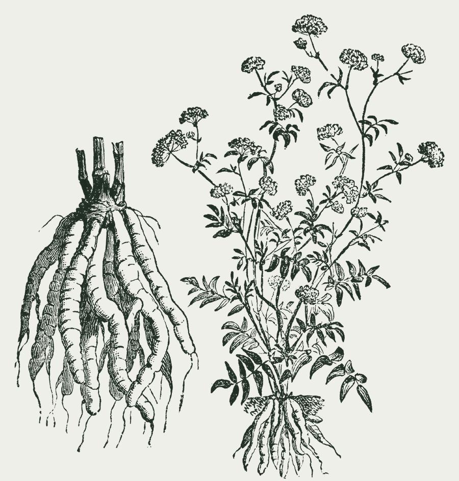 Gravure van suikerwortel