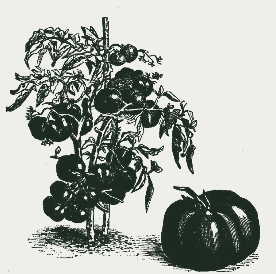 Gravure van tomaat