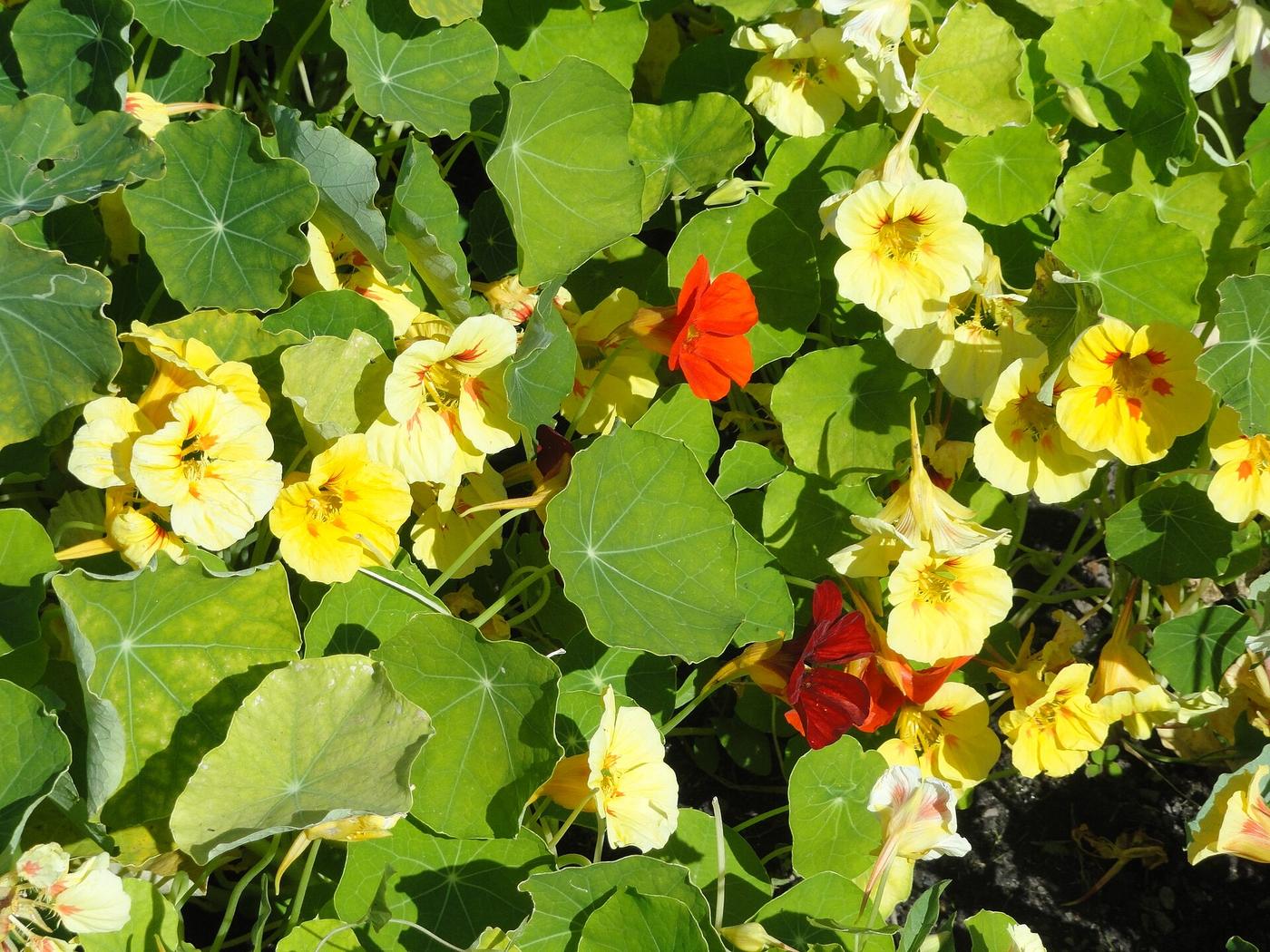 Oost-Indische kers in bloei, met oranje en gele bloemen